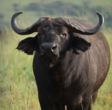 Kidepo