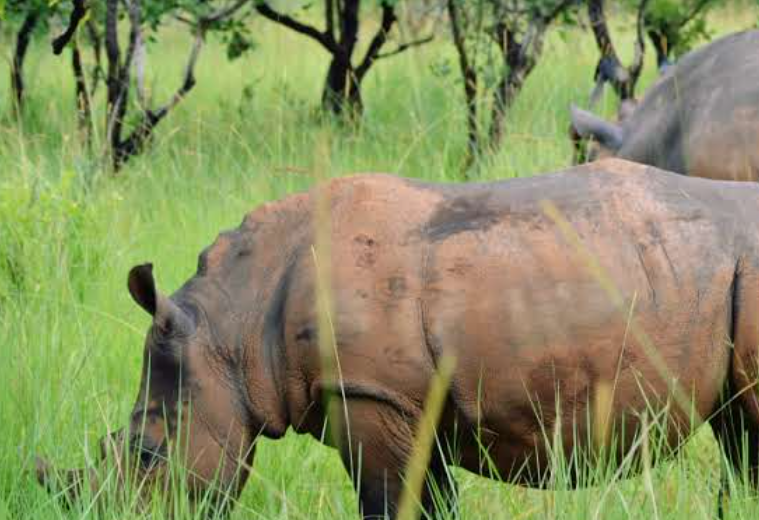 7 Days Safari Trip to Kidepo