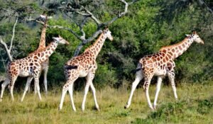 16-Day East Africa Ultimate Safari & Cultural Odyssey: Discover Uganda & Rwanda's Hidden Gems