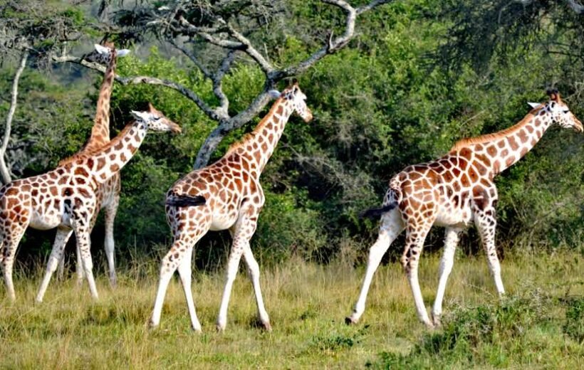 16-Day East Africa Ultimate Safari & Cultural Odyssey: Discover Uganda & Rwanda's Hidden Gems