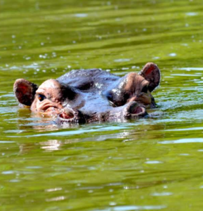 9-Day East Africa Safari Adventure: Uganda & Rwanda Highlights