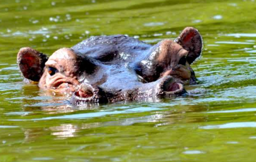 9-Day East Africa Safari Adventure: Uganda & Rwanda Highlights