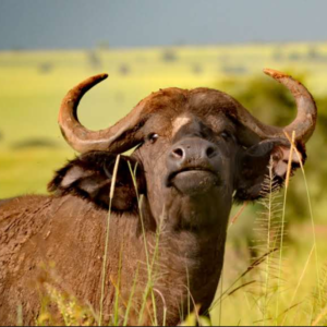12 Days Cultural & Safari Expedition: Fort Portal, Kibale & Kampala