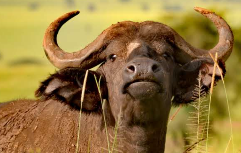 12 Days Cultural & Safari Expedition: Fort Portal, Kibale & Kampala