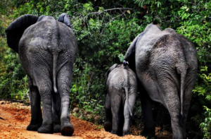 14-Day Uganda Wildlife & Adventure Extravaganza: Unleash the Wilderness