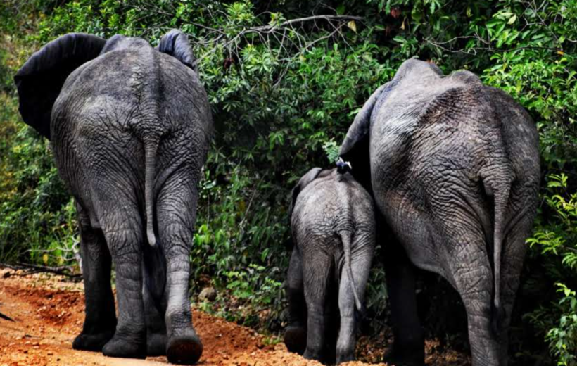 14-Day Uganda Wildlife & Adventure Extravaganza: Unleash the Wilderness